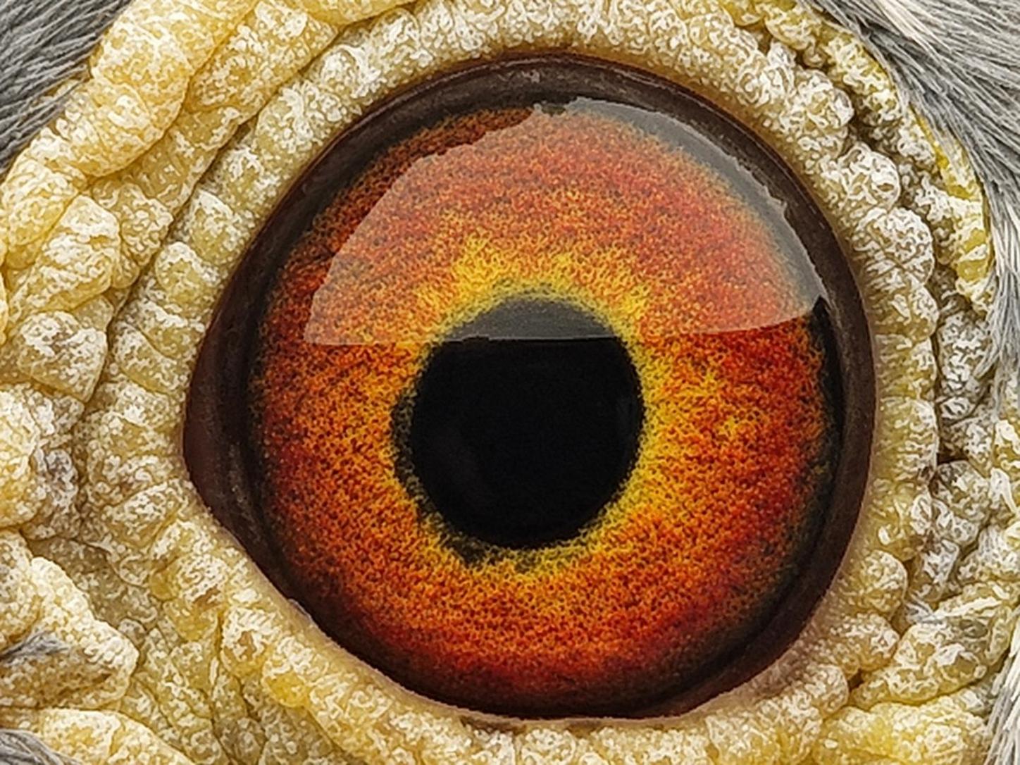 Pigeon eye